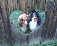 two dogs looking through a heart shaped fence