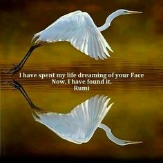 two white birds flying over water with the words i have spent my life dreaming of your face now, i have found it rumi