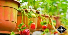 strawberries are growing on the plant in pots