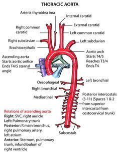 the anatomy of the heart and its major vessels