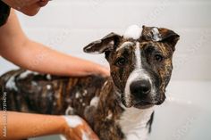 a brown and white dog getting a bath