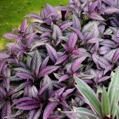 purple and green plants in a garden area