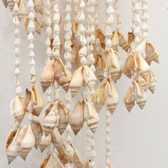 sea shells are hanging from a white wall