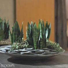 there is a plate with plants in it on top of the table and another bowl behind it