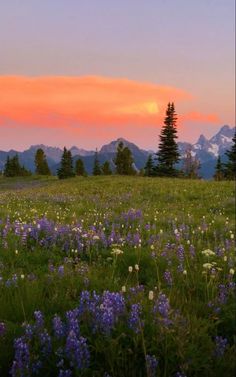 wildflowers and trees in the foreground with mountains in the background at sunset