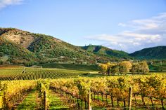 an image of a vineyard in the country side with mountains in the backgroud