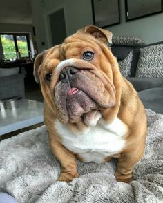 a brown and white dog sitting on top of a bed