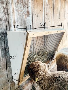 the sheep are eating hay in their pen