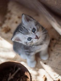 a small kitten is looking up at the camera