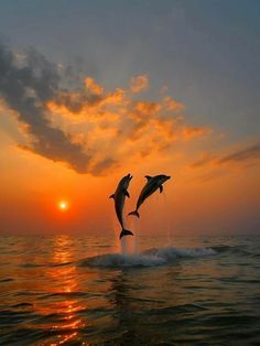 two dolphins jumping out of the water at sunset