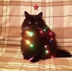 a black cat sitting on top of a couch with christmas lights around it's neck