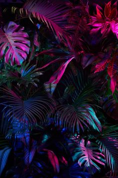 colorful tropical plants lit up in the dark night time with neon lights and shadows on them