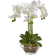 white orchids are in a glass vase with moss