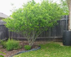 a small tree sitting in the middle of a yard next to a black trash can