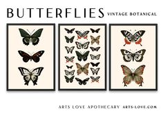 three framed pictures with butterflies on them and the words butterflies vintage botanical art above it