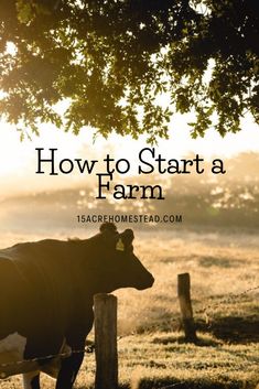 a black and white cow under a tree with the words how to start a farm