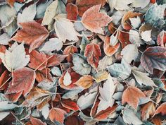 some leaves that are on the ground with frosty coatings and colors in them