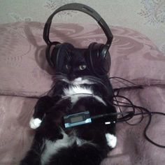 a black and white cat laying on top of a bed with headphones around its neck