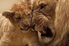 a baby lion cuddles its mother's face as they stand next to each other