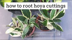 three potted plants with the words how to root hoya cuttings on them