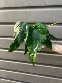 a person holding up a green leafy plant in front of a gray house wall