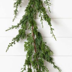 green branches hanging from the side of a white wall