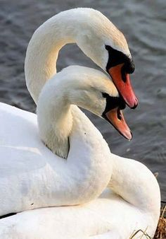 two white swans are sitting on the water