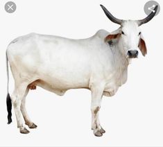 a white cow with long horns standing in front of a white background