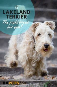 a small white dog walking on top of a cement ground with the words is lakeland terrier the right breed for you?