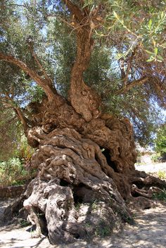 an old olive tree with very large branches