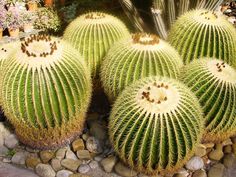 several green cactus plants in a garden setting