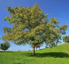 two trees in the middle of a grassy field