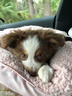 a small brown and white dog laying on top of a pink blanket in the back seat of a car