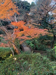 a wooden walkway surrounded by trees with orange leaves