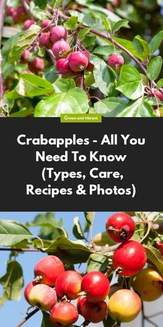 crabapples all you need to know types, care, recipes and photos cover