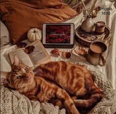 an orange tabby cat laying on top of a bed next to books and other items