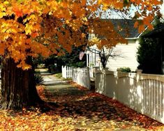 a white picket fence next to a tree with yellow leaves on it and a house in the background