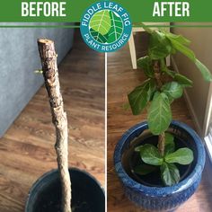 before and after photos of a potted plant with leaves on the top left and bottom right