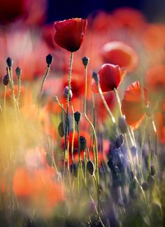 a field full of red and orange flowers with the sun shining on them in the background