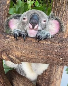 a koala sitting on top of a tree branch with its eyes closed and tongue out