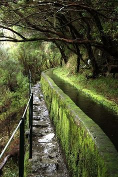 a small stream running through a forest filled with green mossy plants and trees on both sides