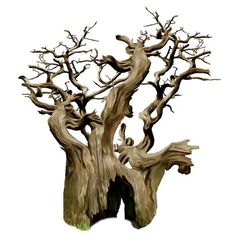 an old tree with no leaves is shown on a white background in this artistic photo