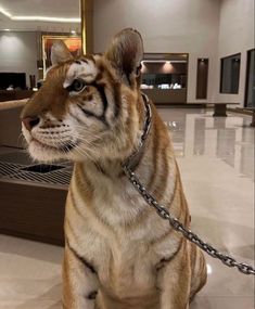 a tiger sitting on the ground with a chain around it's neck