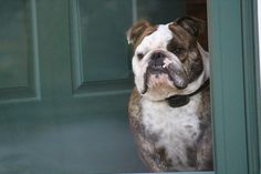 a brown and white dog standing in front of a green door with his head sticking out