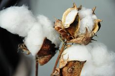 the cotton is still attached to the plant