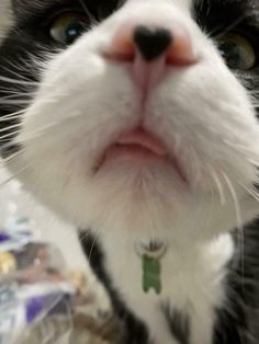 a black and white cat looking at the camera