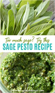 sage pesto recipe in a glass bowl with green leaves and the title overlay says too much sage? try this sage pesto recipe