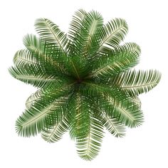 the top view of a palm tree with green leaves on white background royalty illustration stock images