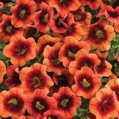 red and orange flowers with green leaves