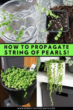 how to propagate string of pearls in pots and planters for the garden